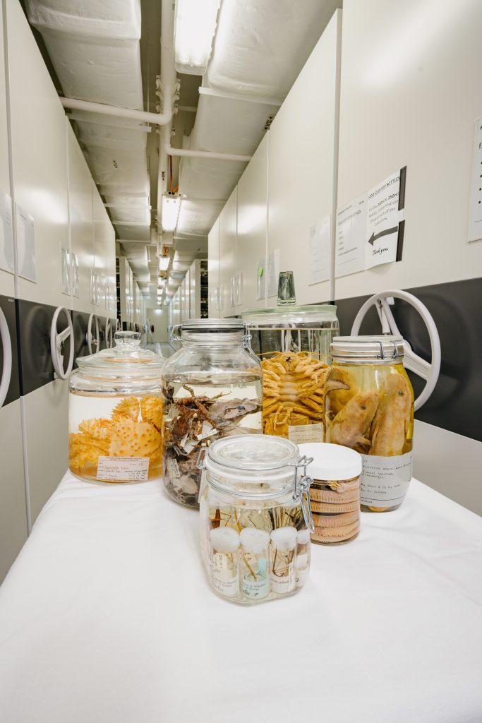 A group of jars containing a variety of wet specimens from the various taxonomic groups in the collections.