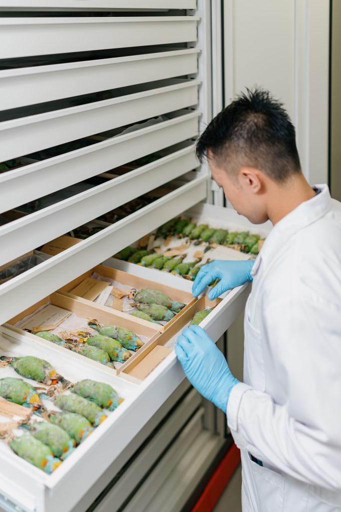 A Museum staff opening a drawer of bird specimens.