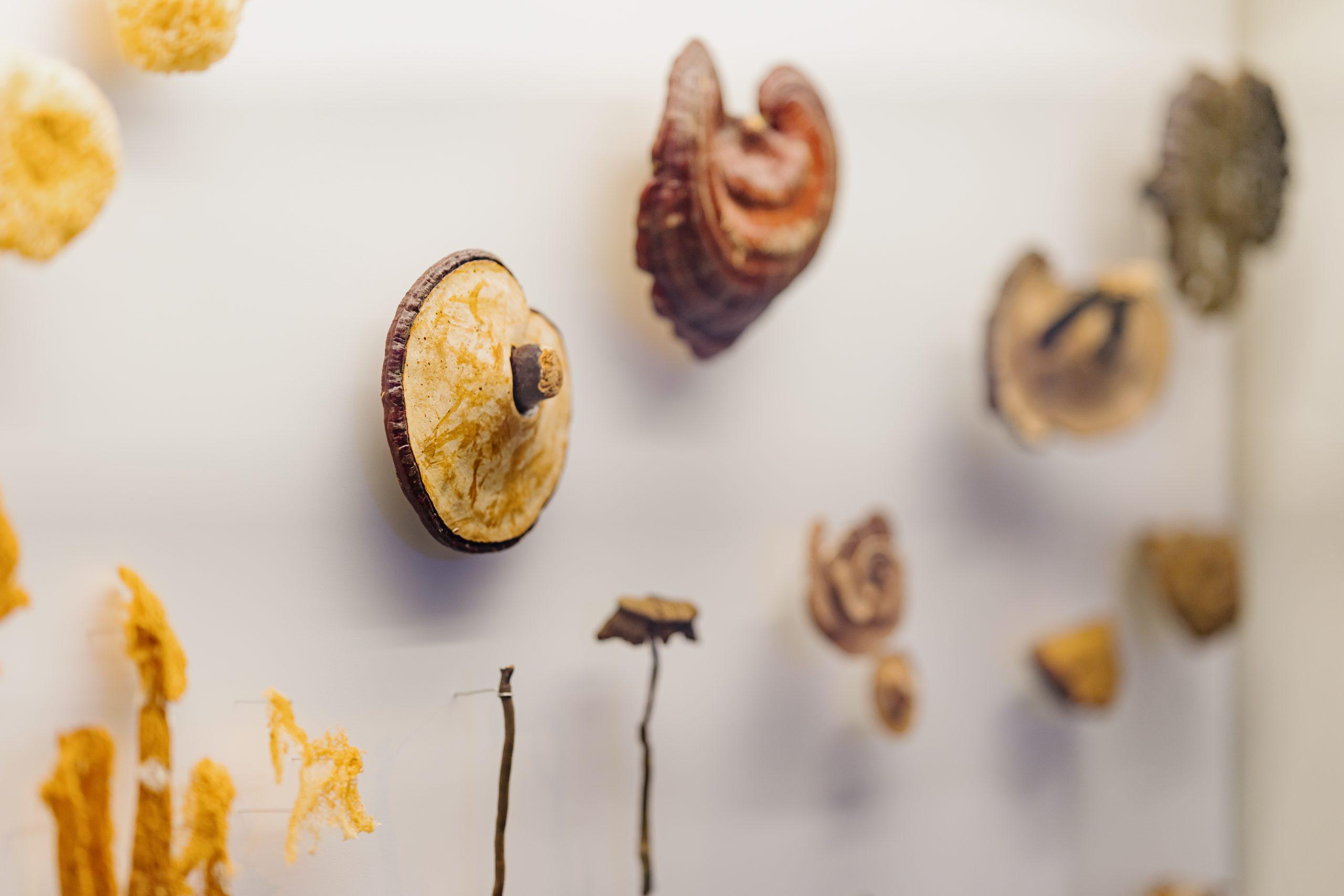 A wall of fungi specimens on display.