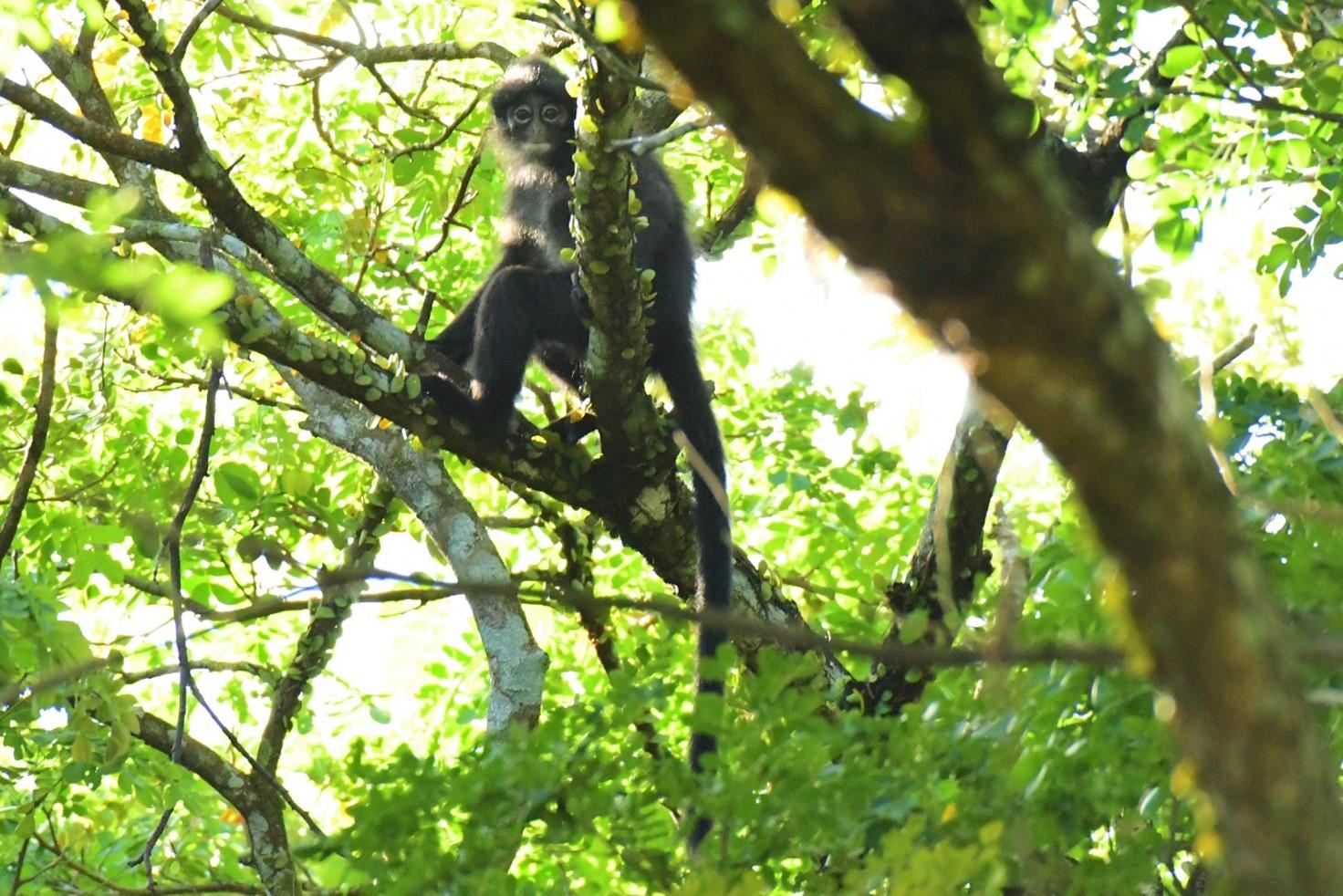 A Raffles’ Banded Langur in a tree. Photograph by Andie Ang