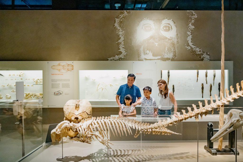 A family of four looking at the specimens in the Mammals Zone. The boy is pointing at the specimen of a dugong.