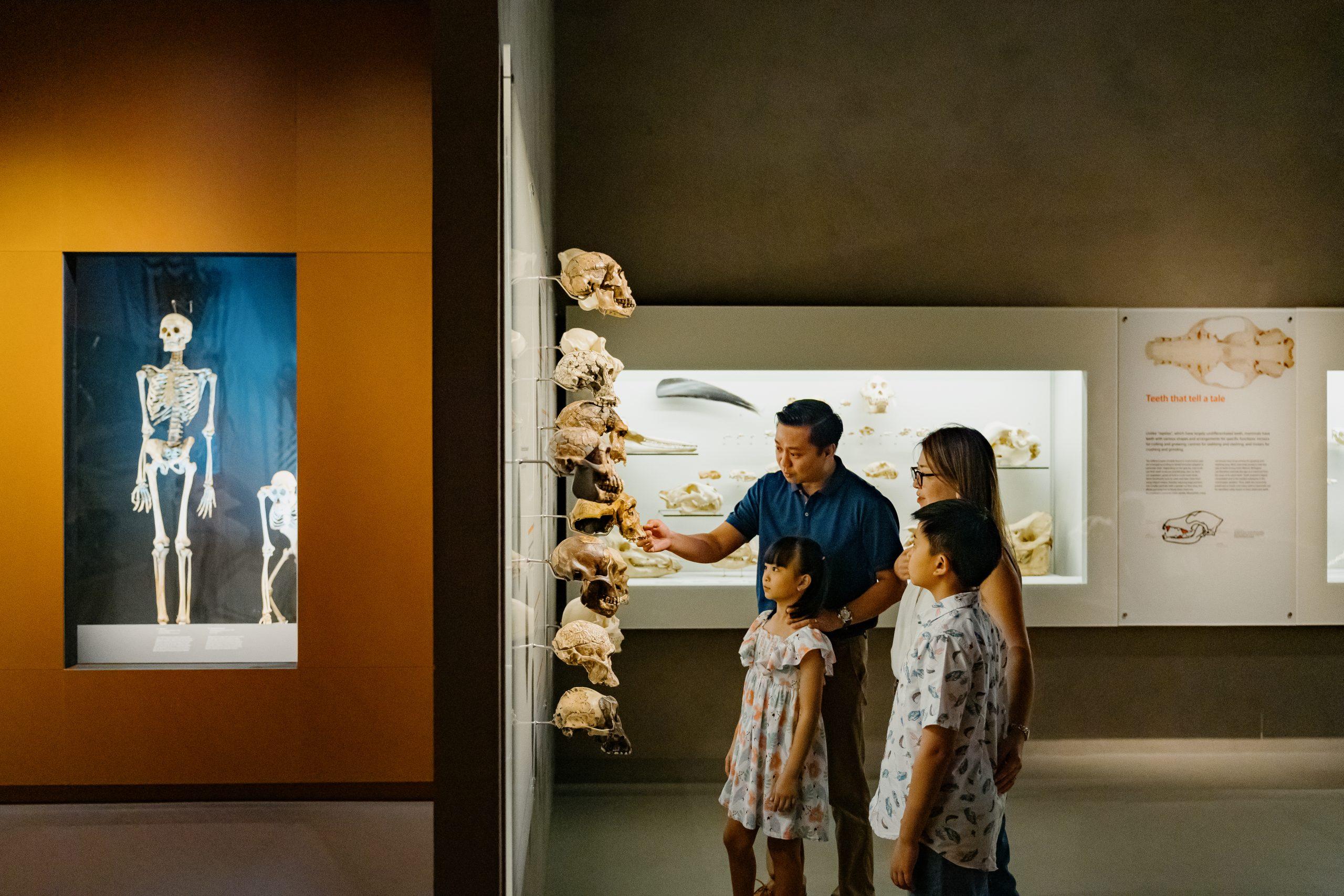 A family of four examining a set of skulls on display at the Mammals Zone of the Museum’s gallery