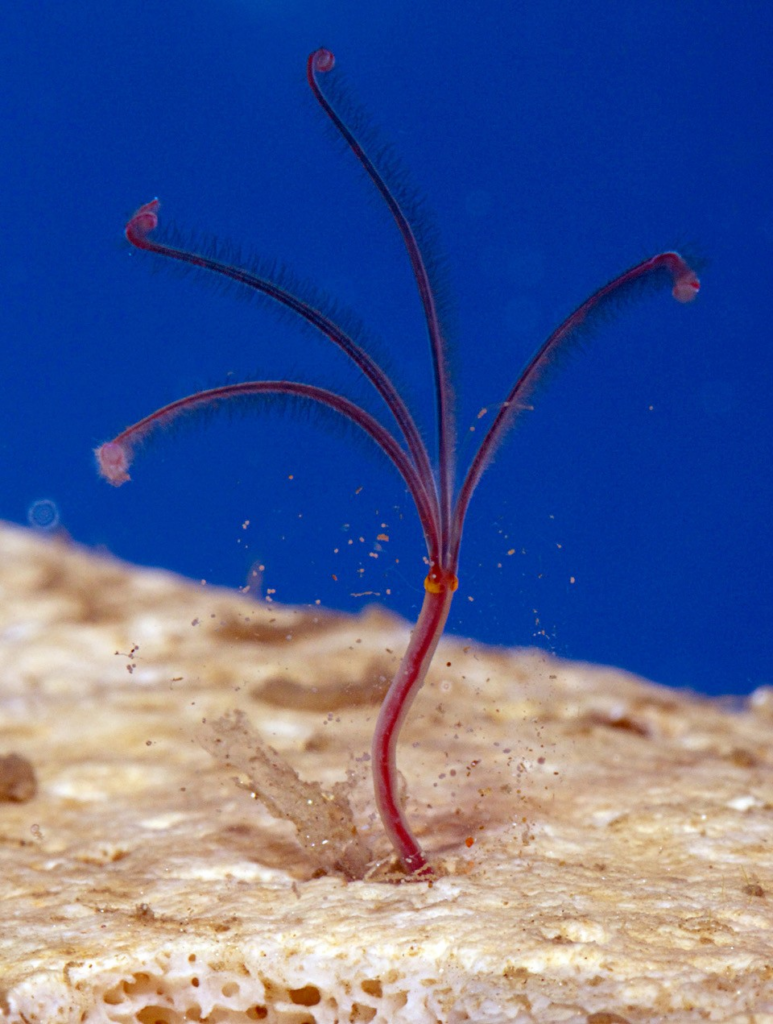 A female Osedax lehmani! Photo credit: Gregory Rouse.