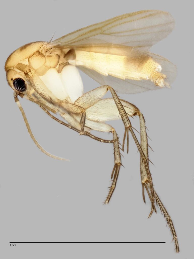 Gt Insects Finding the light in dark biodiversity: 120 species of fungus gnats ...