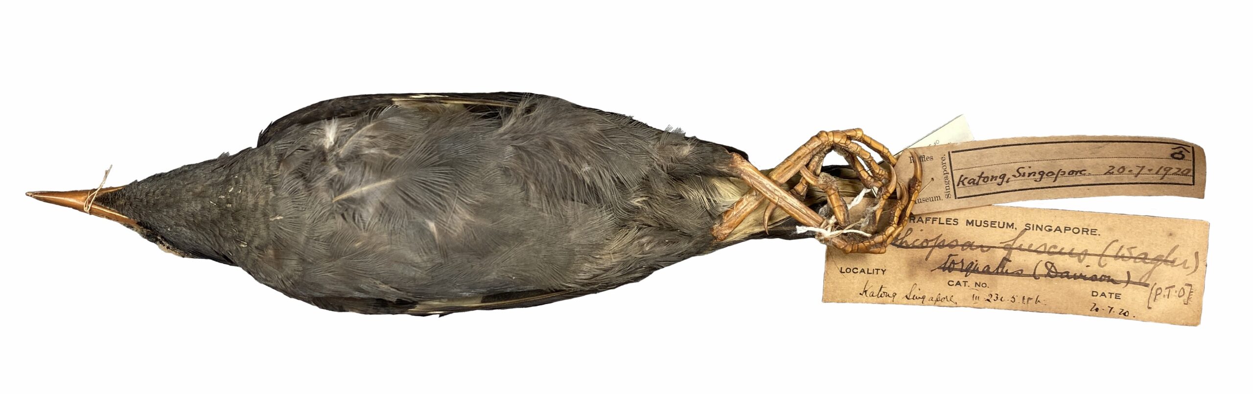 Javan myna specimen collected from Katong, Singapore on 20 July 1920 (Credit: Kathy Poh, Lee Kong Chian Natural History Museum).