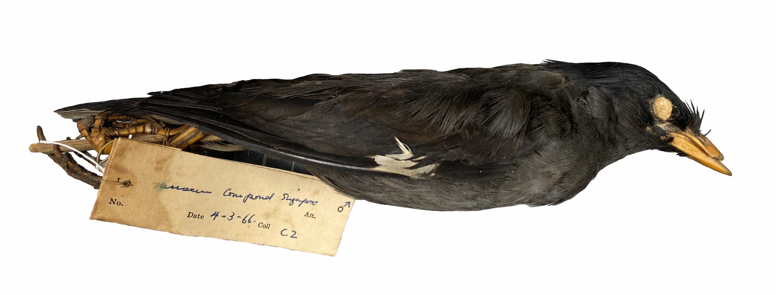 A male Javan myna collected from the grounds of the Raffles Museum in 1966 (Credit: Kathy Poh, Lee Kong Chian Natural History Museum).