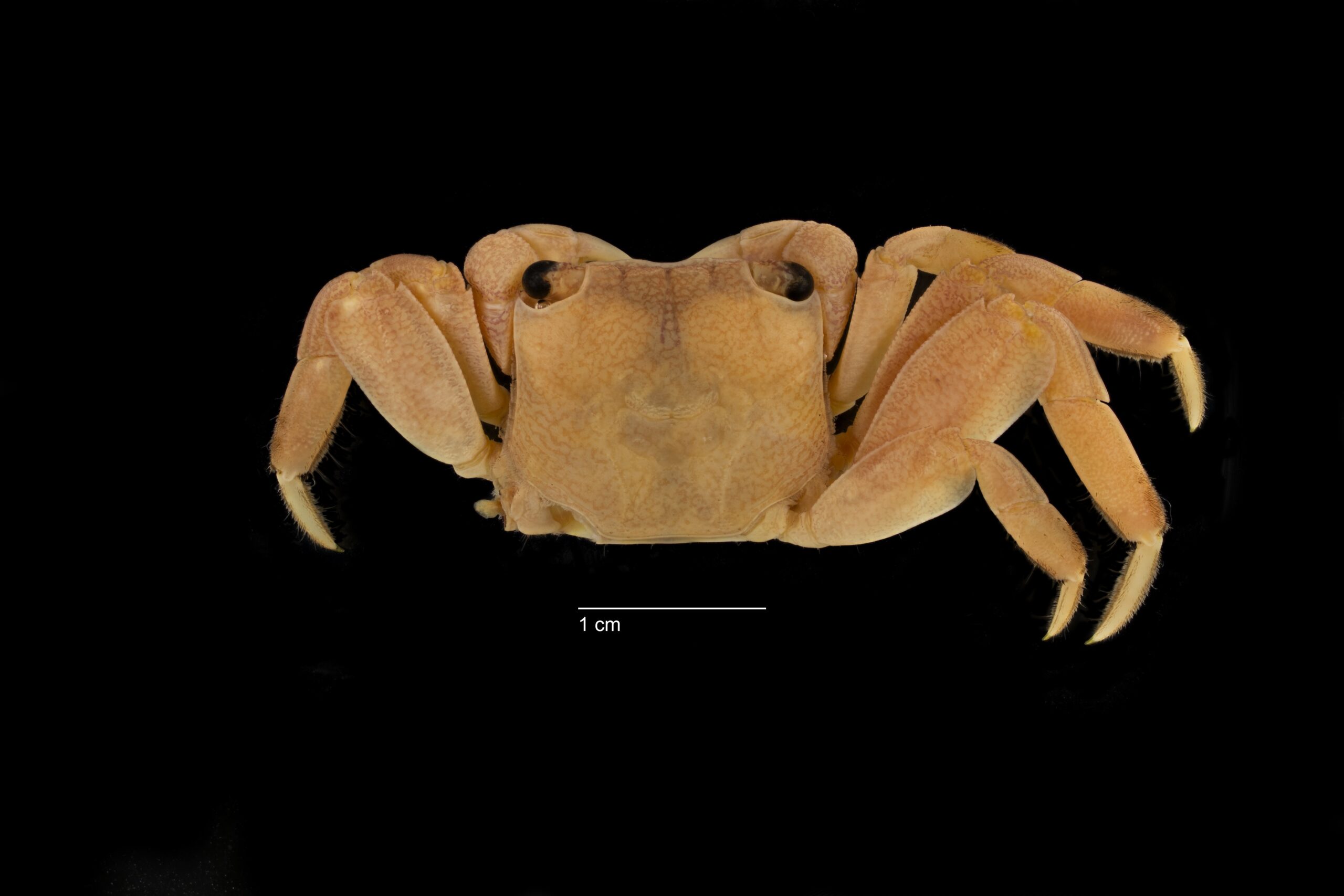 Kusu crab (Lithoselatium kusu), ZRC 2002.0149 (Credit: Maimon Hussin, Lee Kong Chian Natural History Museum).[