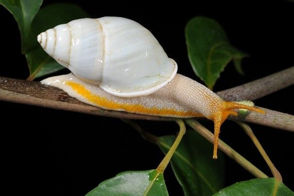 The Singapore green tree snail (Amphidromus atricallosus temasek) of yellow-shelled (top) and white-shelled (bottom) variants (Credit: Tan Heok Hui, Lee Kong Chian Natural History Museum).