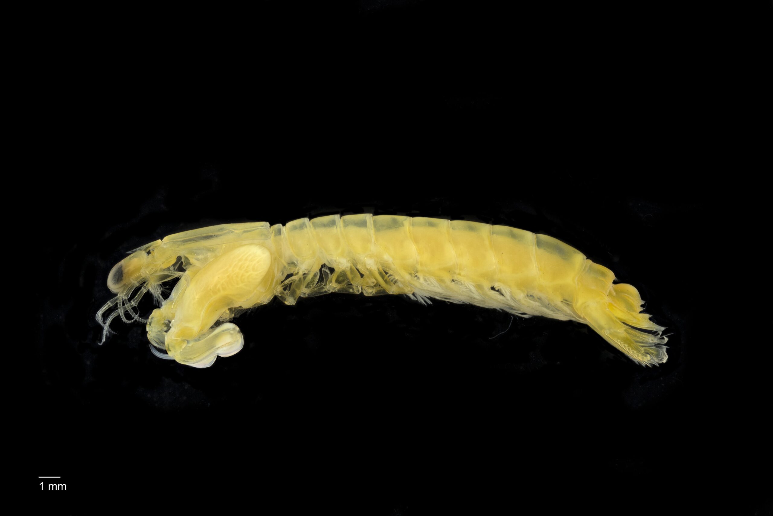 Sentosa mantis shrimp (Gonodactylellus sentosa), ZRC 2003.0684 (Credit: Maimon Hussin, Lee Kong Chian Natural History Museum).
