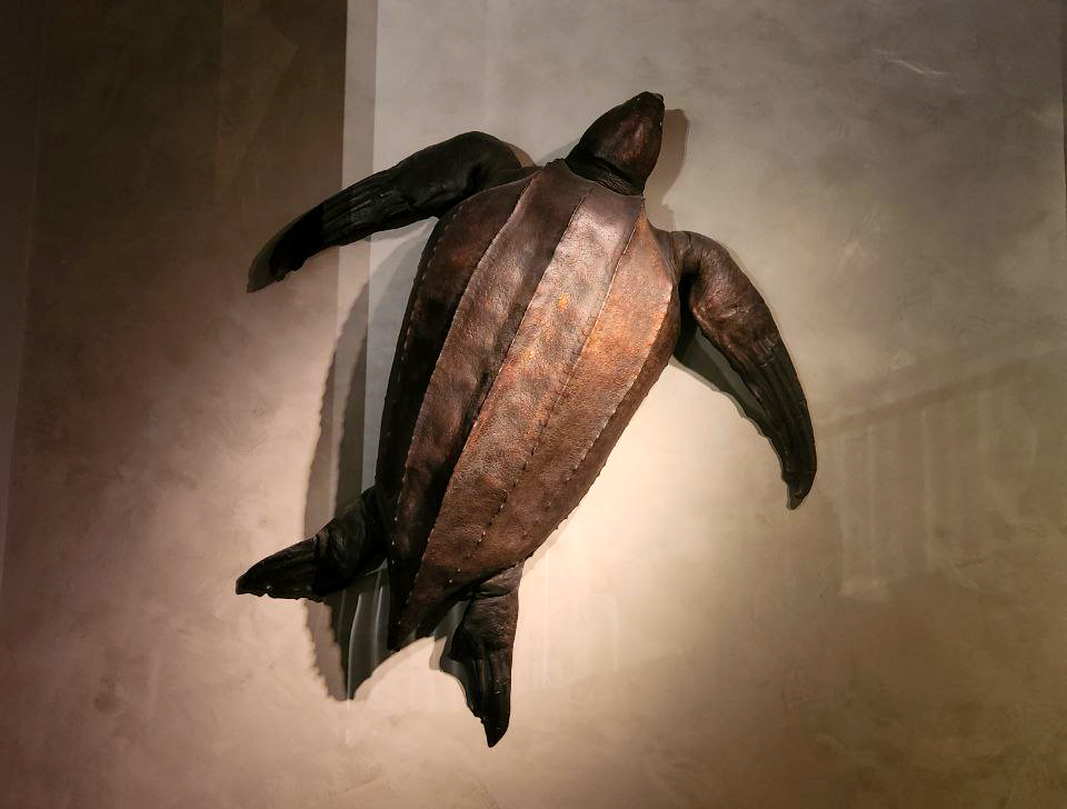 'Siglap’, the leatherback sea turtle (Dermochelys coriacea) is displayed in the Heritage Gallery of the Lee Kong Chian Natural History Museum (Credit: Maimon Hussin, Lee Kong Chian Natural History Museum).