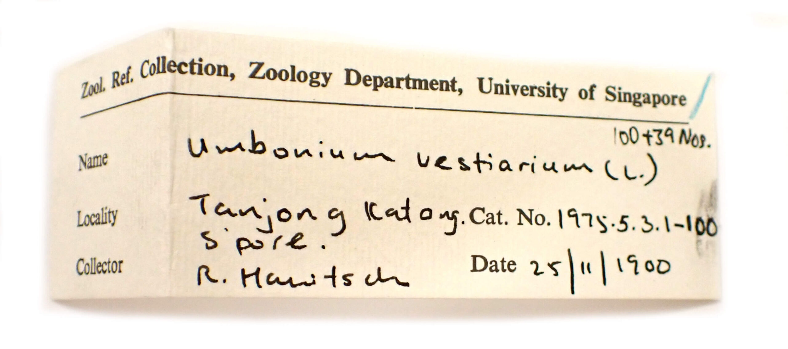 Button top shell (Umbonium vestiarium) specimens collected from Tanjong Katong in 1900 (Credit: Maimon Hussin, Lee Kong Chian Natural History Museum).