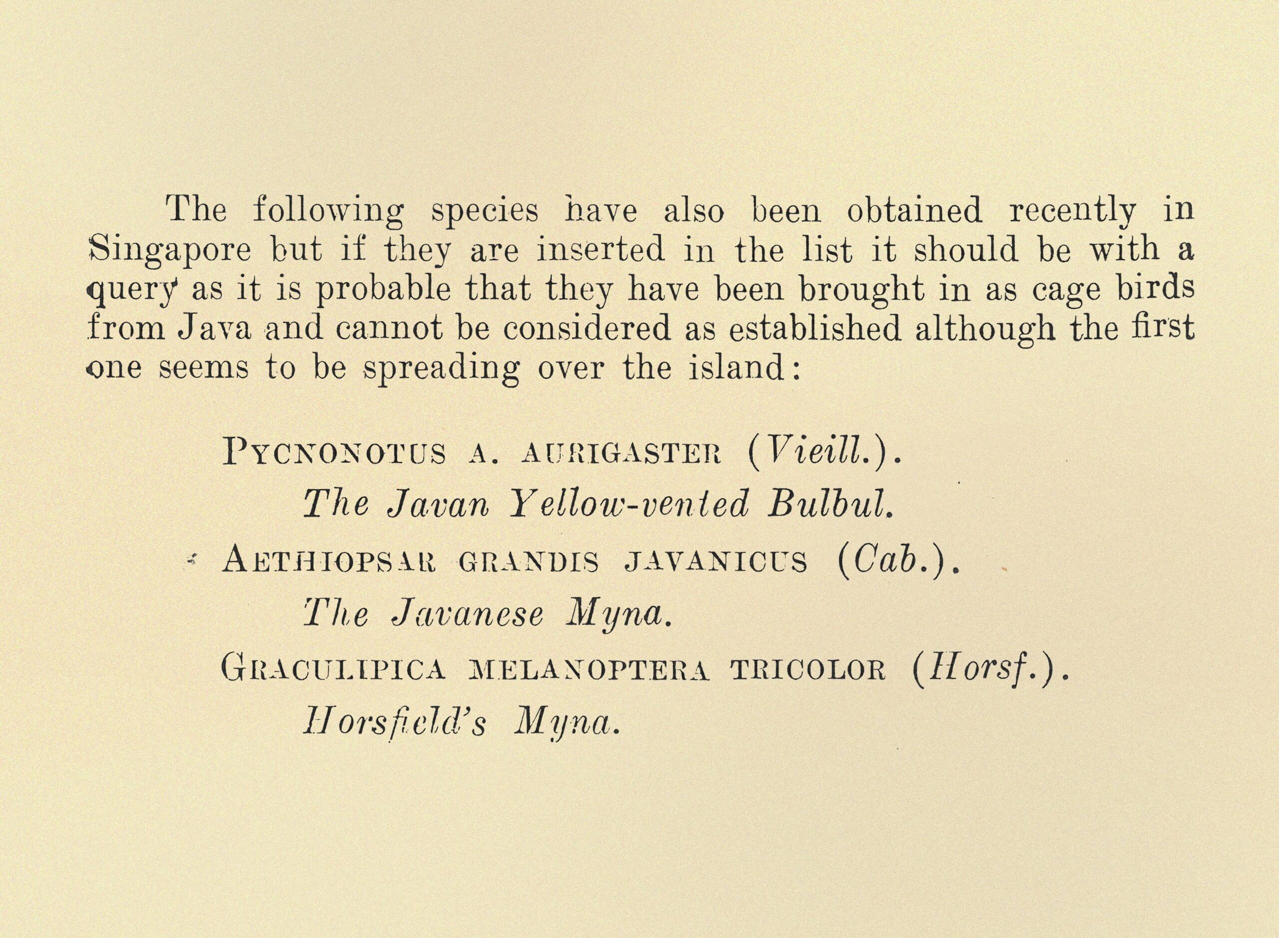 An excerpt from Birds of Singapore Island (1925), by Frederick Nutter Chasen.[