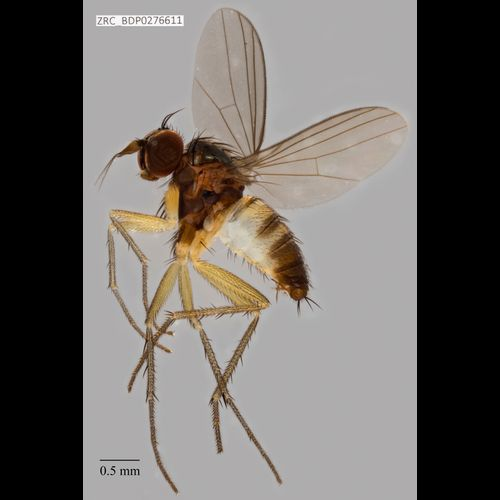 Long-legged fly (Trigonocera ubinensis) ZRC_BDP0276611 (Credit: Maimon Hussin, Lee Kong Chian Natural History Museum).