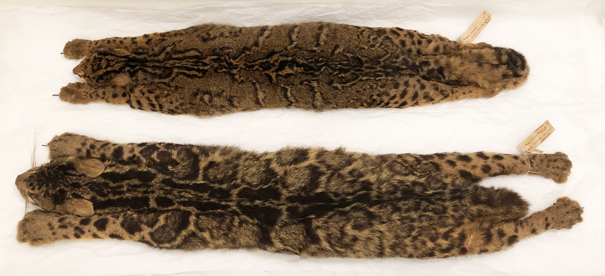 Top: Marbled cat (Pardofelis marmorata) (Credit: Kelvin K. P. Lim, Lee Kong Chian Natural History Museum).Bottom: Indonesian clouded leopard (Neofelis diardi) (Credit: Kelvin K. P. Lim, Lee Kong Chian Natural History Museum). 