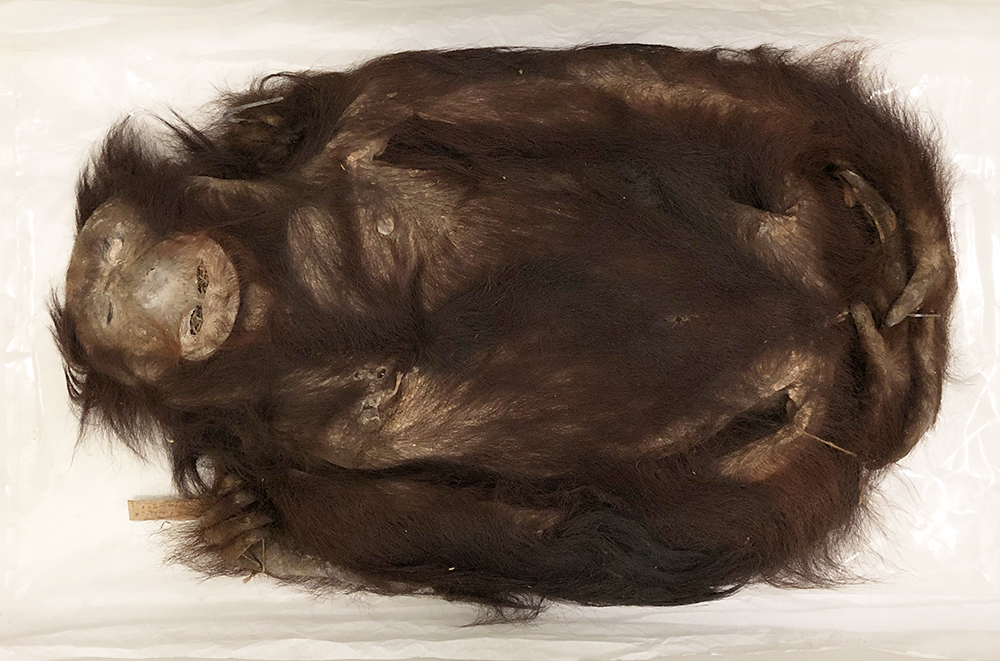 Bornean orangutan (Pongo pygmaeus) (Credit: Kelvin K. P. Lim, Lee Kong Chian Natural History Museum).
