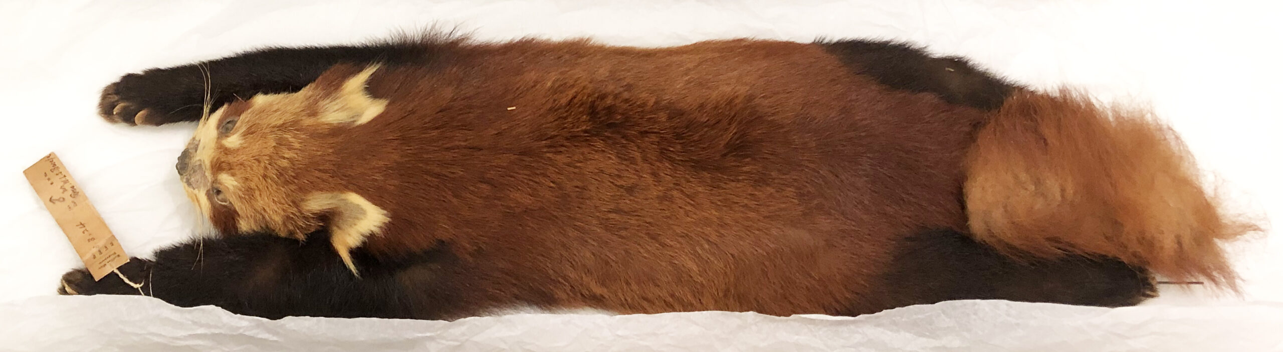 Himalayan red panda (Ailurus fulgens) (Credit: Kelvin K. P. Lim, Lee Kong Chian Natural History Museum).