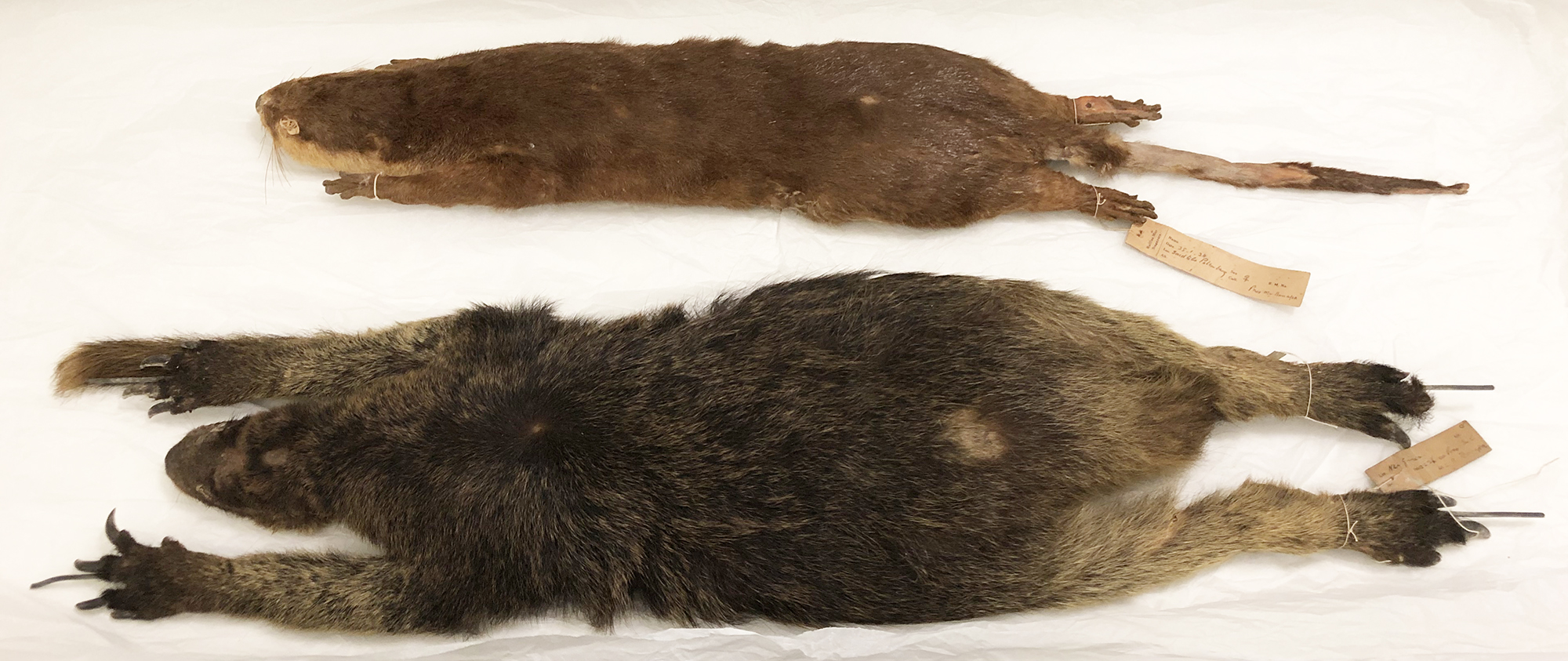 Top: Asian small-clawed otter (Aonyx cinereus) (Credit: Kelvin K. P. Lim, Lee Kong Chian Natural History Museum).Bottom: Grizzled tree kangaroo (Dendrolagus inustus) (Credit: Kelvin K. P. Lim, Lee Kong Chian Natural History Museum). 