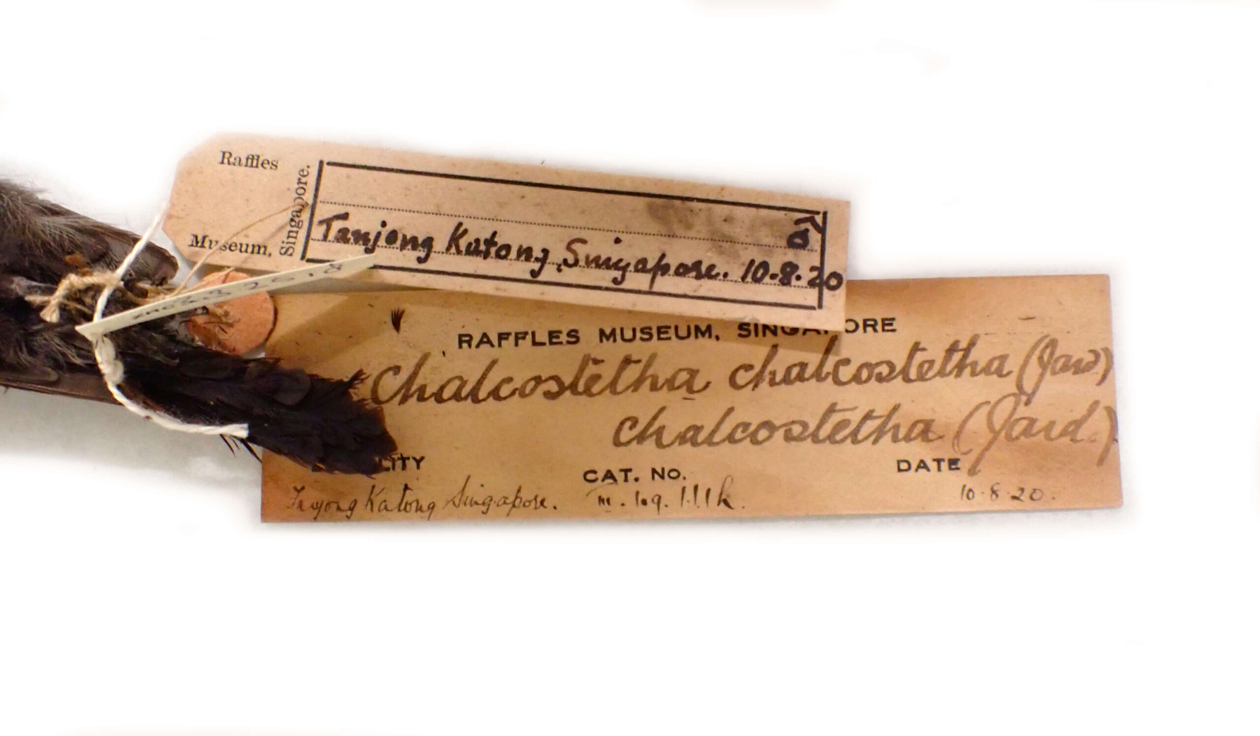 Copper-throated sunbird (Leptocoma calcostetha), collected at Tanjong Katong, Singapore in 1920 (Credit: Maimon Hussin, Lee Kong Chian Natural History Museum).